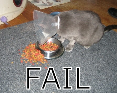 cat_fail_fail-s446x354-10288-580_104374893_128282237_143707885.jpg